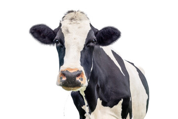 Cow isolated on white, mature cow portrait, eye contact, authentic black and white cut out
