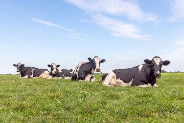Four cows lying down in the field, authentic happy ruminating together, black and white