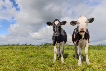 Two young cows, black and white, booing and wailing in a field under a blue cloudy sky