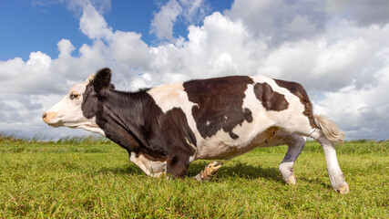 Kneeling cow or rising up, knees in the grass, getting down or up, black and white cow in a field under a blue sky