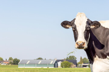 Cow head looking from the right side, black and white, right edge view, blue sky