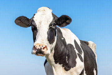 Cow black and white, authentic mature milker cattle, eye contact, a blue sky