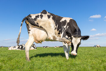 Cow scratching its eye itch, black and white and wobbling udder, green field and blue sky