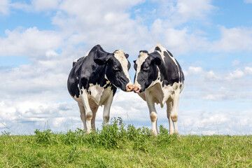 Cows love and kiss, two black and white cuddling in a field