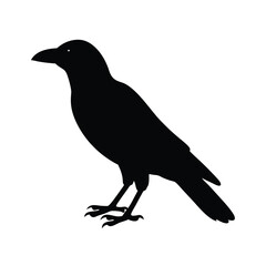 Fototapeta premium crow silhouette bird vector icon dark and strong