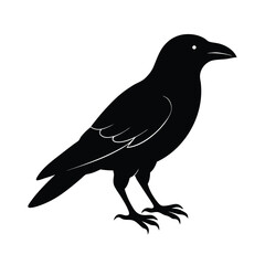 Fototapeta premium crow silhouette bird vector icon dark and strong