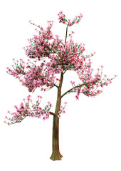 3D Rendering Magnolia Tree on White