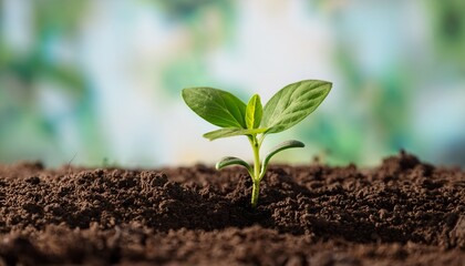 Fototapeta premium small green plant is growing in the dirt