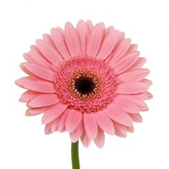Pink gerbera daisy isolated on white background