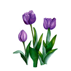 purple tulips on transparent background