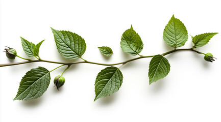 Fototapeta premium A close-up view of a green plant branch featuring lush leaves and buds against a minimal white background.