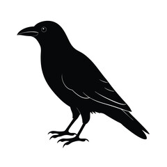 Fototapeta premium Crow Silhouette Bird Vector Icon Detailed and Sharp