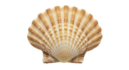 Isolated Seashell with Textured Surface for Beach Theme