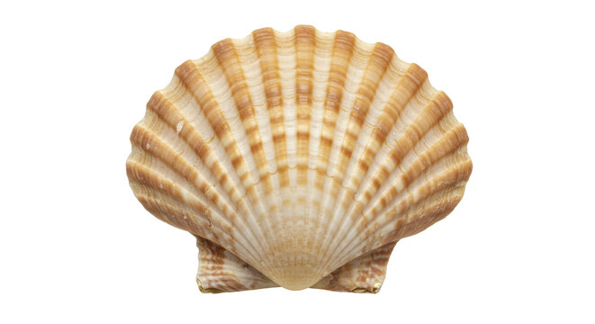 Isolated Seashell with Textured Surface for Beach Theme