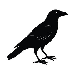 Fototapeta premium Crow Silhouette Bird Vector Icon Detailed and Sharp 14