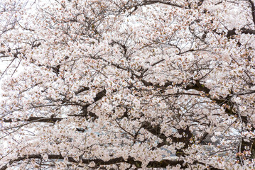 桜（ソメイヨシノ）