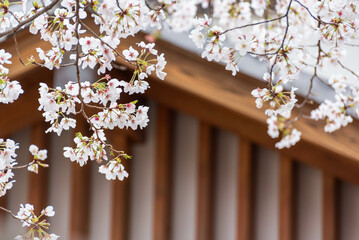 桜（ソメイヨシノ）