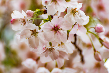 桜（ソメイヨシノ）