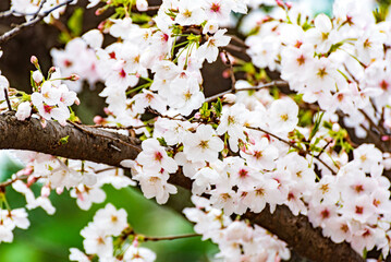 桜（ソメイヨシノ）