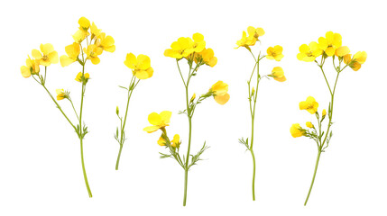 Rapeseed Flowers Top View on Transparent Background for Design Inspiration