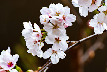 桜（ソメイヨシノ）