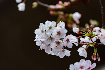 桜（ソメイヨシノ）