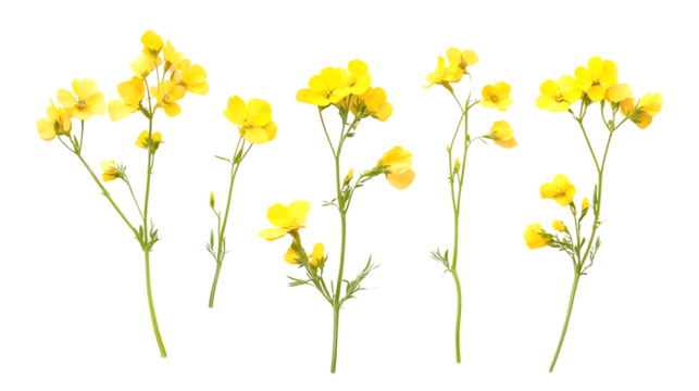 Rapeseed Flowers Top View on Transparent Background for Design Inspiration
