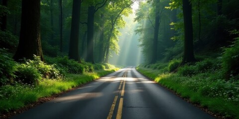 Serene Forest Roadway Sunbeams Illuminate a Picturesque Path Through Lush Greenery and Tall Trees