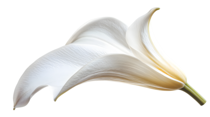 Elegant Lily Petal with Gentle Curve for Beauty and Graceful Concepts