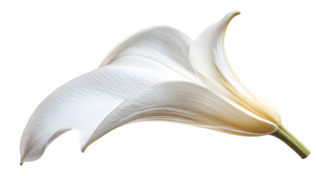Elegant Lily Petal with Gentle Curve for Beauty and Graceful Concepts