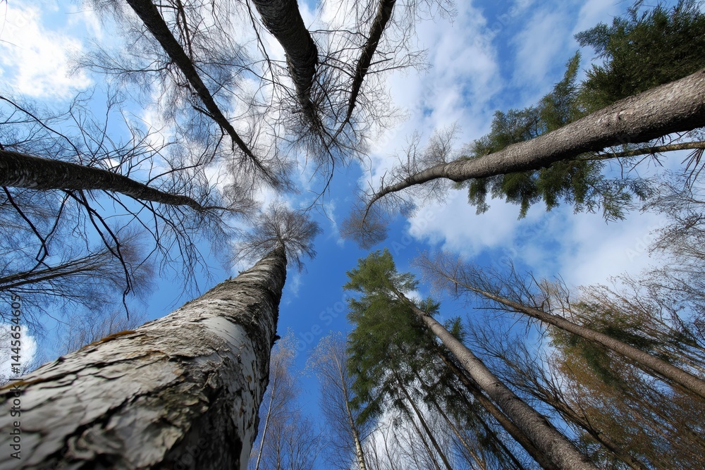 Poster a tree with a trunk that is very tall and has a lot of branches. the branches are spread out and the