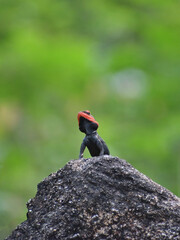 A vibrant red-headed lizard perched on a rock with a blurred green background. 