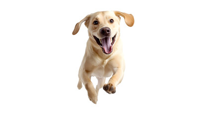 Energetic Labrador Retriever Dog Running and Jumping Happily