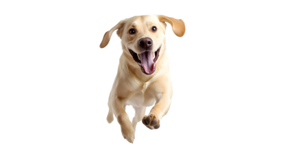 Energetic Labrador Retriever Dog Running and Jumping Happily