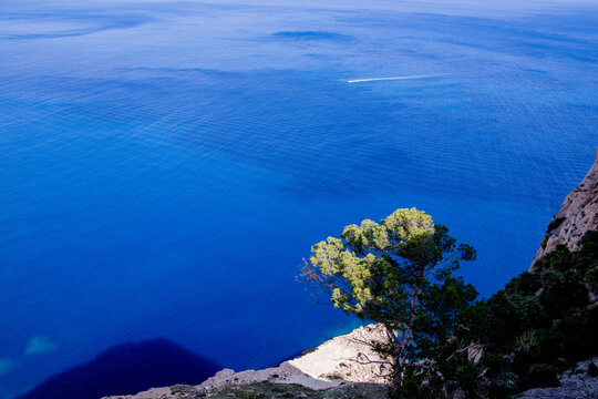 Tree Overlooking Deep Blue Sea from Cliffside Viewpoint