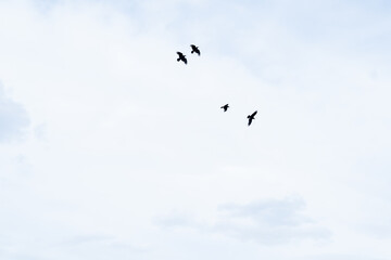 a flock of black crows in the sky, view from below