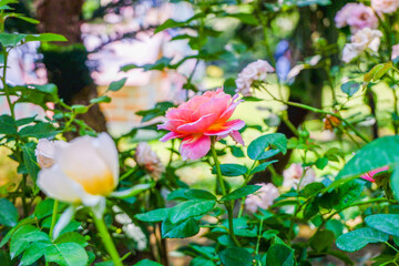Multicolored rose in flower garden,Сolorful roses in rose garden and wooden window,English roses of different colors in english garden.