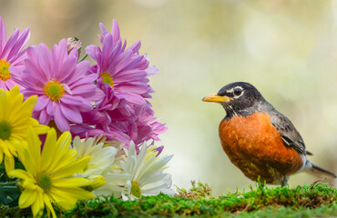 Portrait of American Robin
