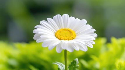 Fototapeta premium Single white daisy flower blooming in a vibrant green garden under bright natural daylight.