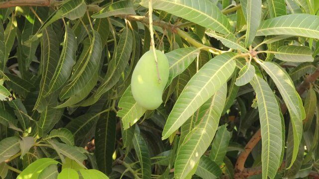 Gir Kesar aam fruit agriculture, of raw green mango fruit bunches hanging on the branches of mango tree, agriculture concept. mango fruits hanging on mango tree, mangoes on the tree gujarat india.