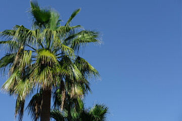 Fototapeta premium palm trees tall on blue sky background, summer tropical vacation concept