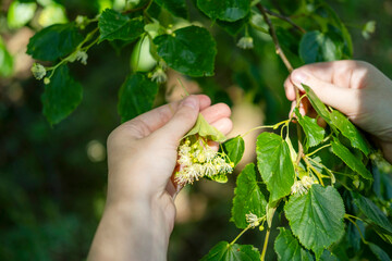 With love and care, hands gently pluck fresh linden flowers from a lush tree. If you are not...