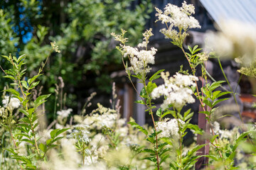 Tavolga is a useful herb for many diseases.