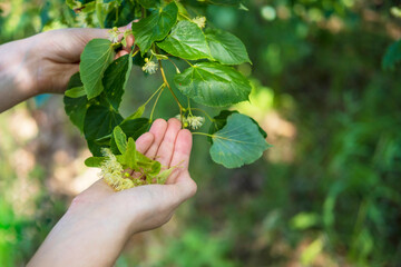Hands gently pluck fresh lime blossoms from a lush tree. Dried flowers can be brewed as a tea and...
