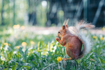 A squirrel runs on the grass © evastud