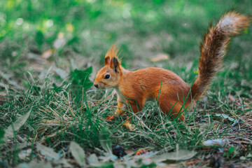 A squirrel runs on the grass © evastud