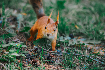 A squirrel runs on the grass