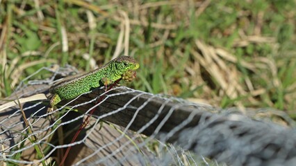 Männliche Zauneidechse (Lacerta agilis) im Prachtkleid auf Maschendraht