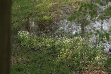 green grass in the forest