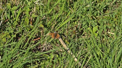 Magerrasen-Perlmutterfalter (Boloria dia).